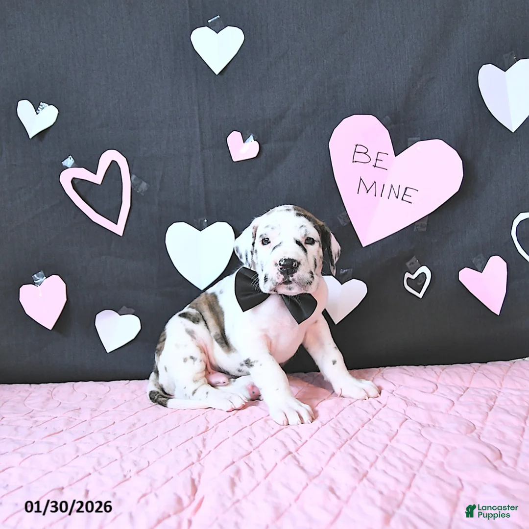 Great Dane dogs for sale: Wilson RARE COLOR - Ad 2