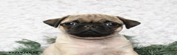 Pug dogs for sale: Pickles - Ad 3