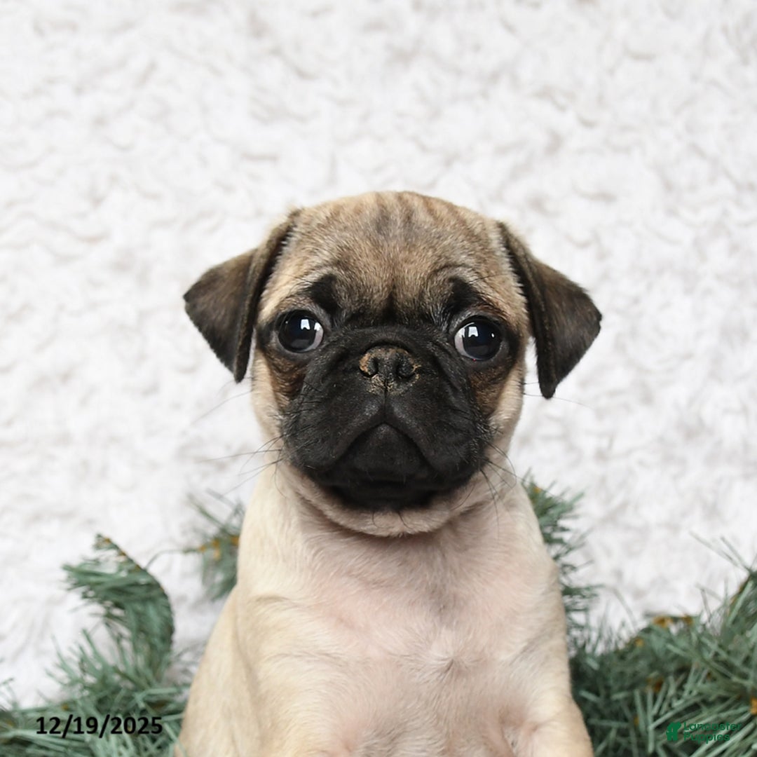 Pug dogs for sale: Pickles - Ad 3