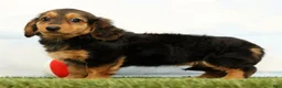 Miniature Dachshund dogs for sale: Natasha - Ad 2