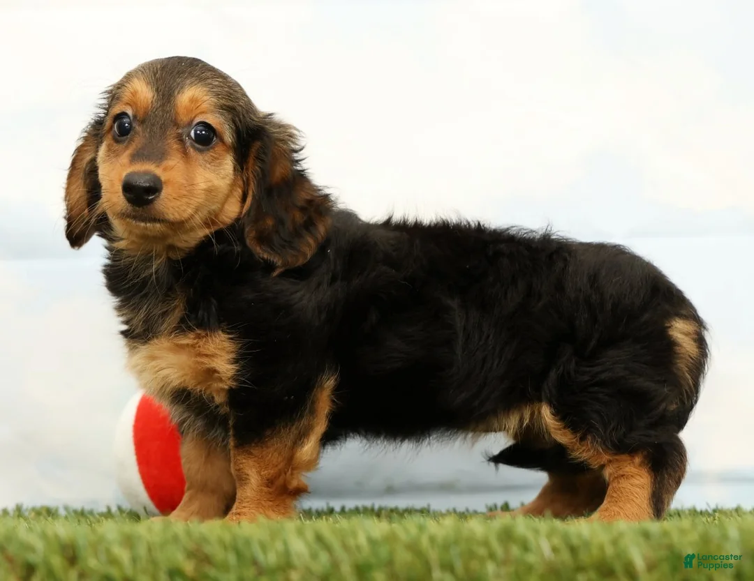 Miniature Dachshund dogs for sale: Natasha - Ad 2