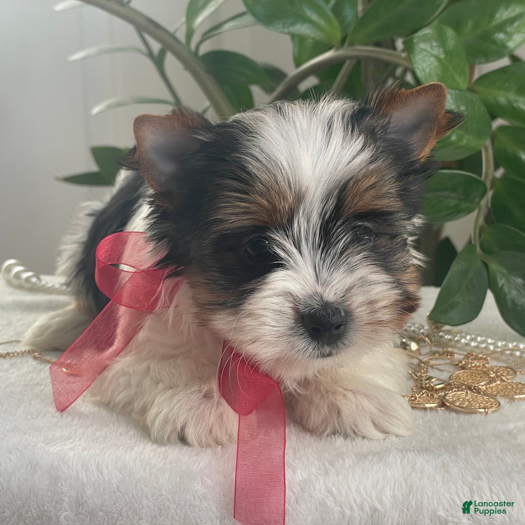 Biewer Terrier dogs for sale: Tilly - Ad 7