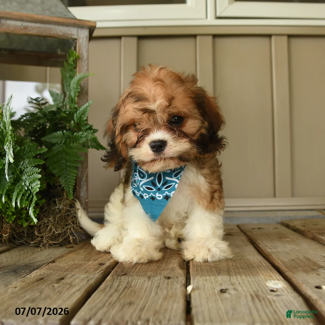 Cavachon dogs for sale: William - Ad 2