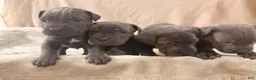 Cane Corso dogs for sale: light blue - Ad 5