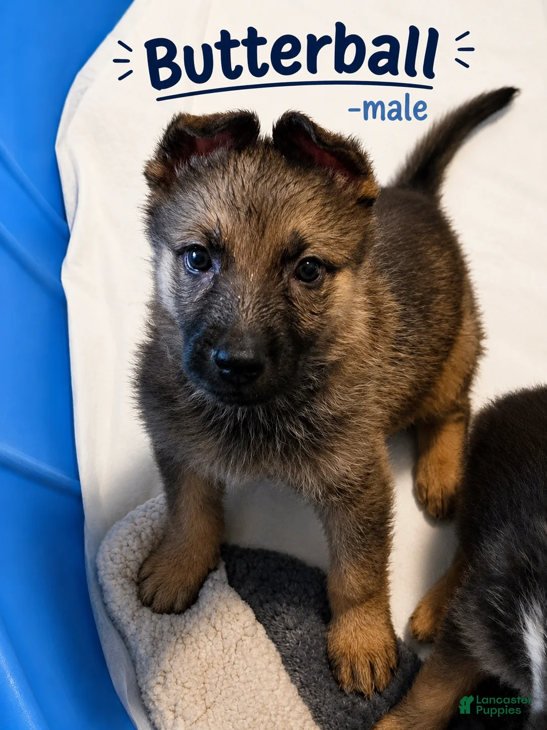 German Shepherd dogs for sale: Butterball - Ad 1