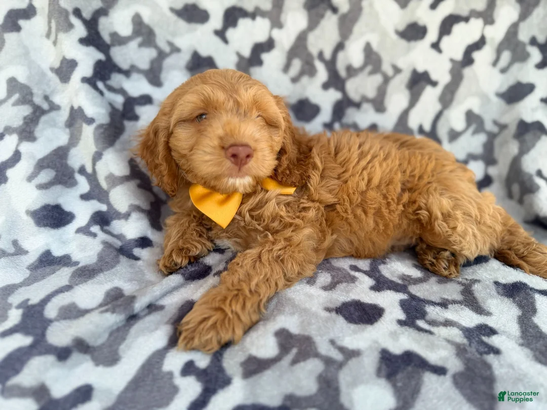 Cockapoo dogs for sale: Toby - Ad 2