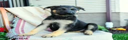 German Shepherd dogs for sale: Apollo - Ad 3