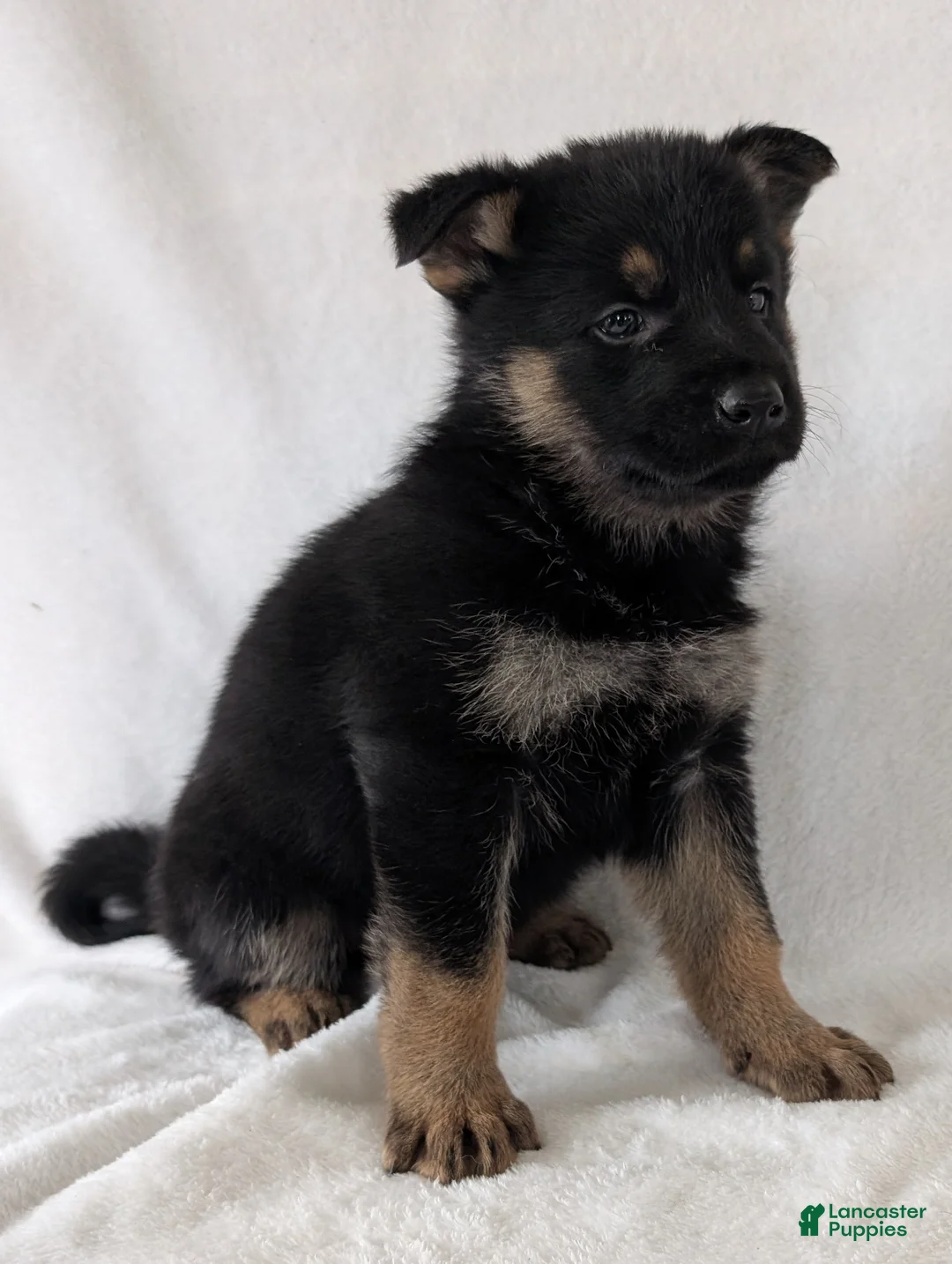 German Shepherd dogs for sale: Fancy  - Ad 12