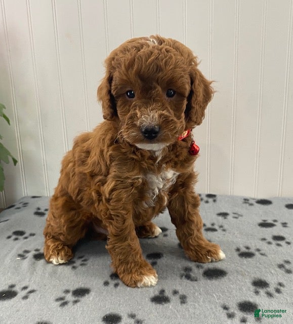 Miniature Poodle dogs Petey - Ad 1