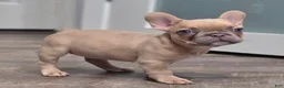 French Bulldog dogs for sale: 💛🍯Blondie🍯💛 - Ad 2