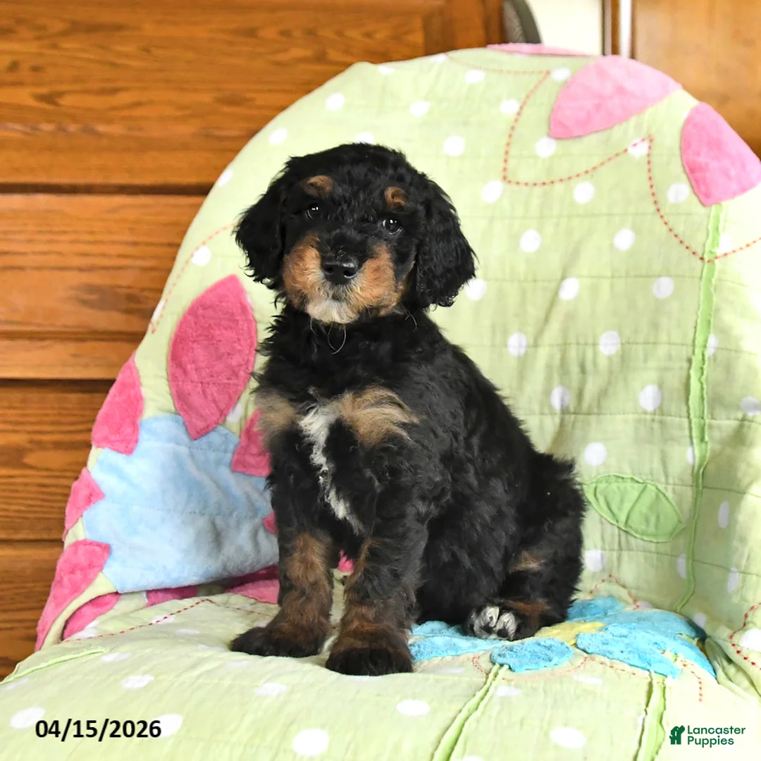 Mini Goldendoodle dogs for sale: Kurt - Ad 1