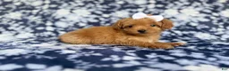 Cockapoo dogs for sale: Fergi - Ad 4