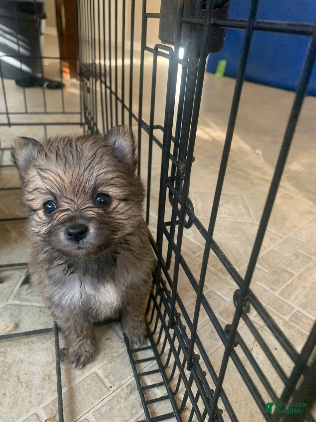 Pomeranian dogs for sale: Jerome - Ad 4