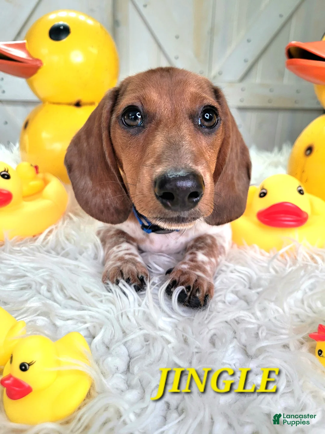 Miniature Dachshund dogs for sale: Jingle Miniature Dachshund Puppy 1 - Ad 1
