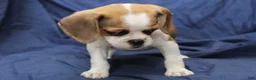 Puggle dogs for sale: Jasper - Ad 4