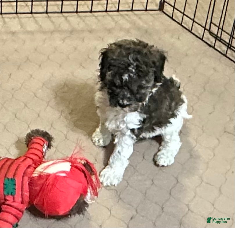 Miniature Poodle dogs Miniature Poodle Puppy 2 - Ad 32