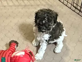 Miniature Poodle dogs Miniature Poodle Puppy 2 - Ad 32