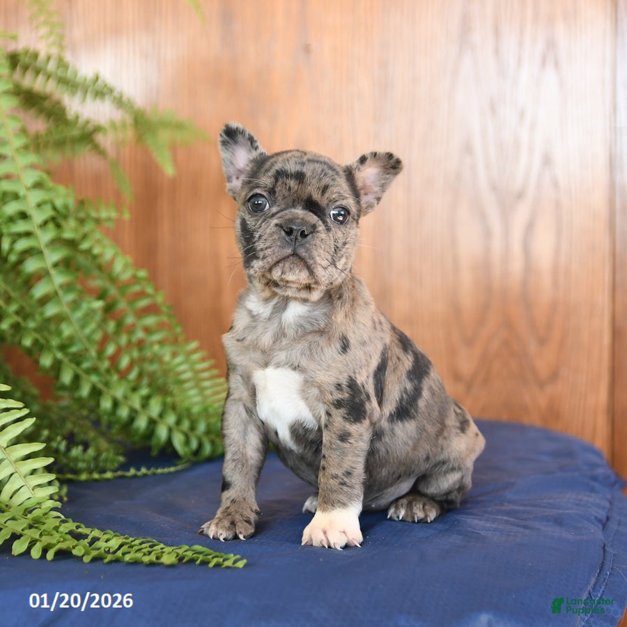 Frenchton dogs Lucky - Ad 10