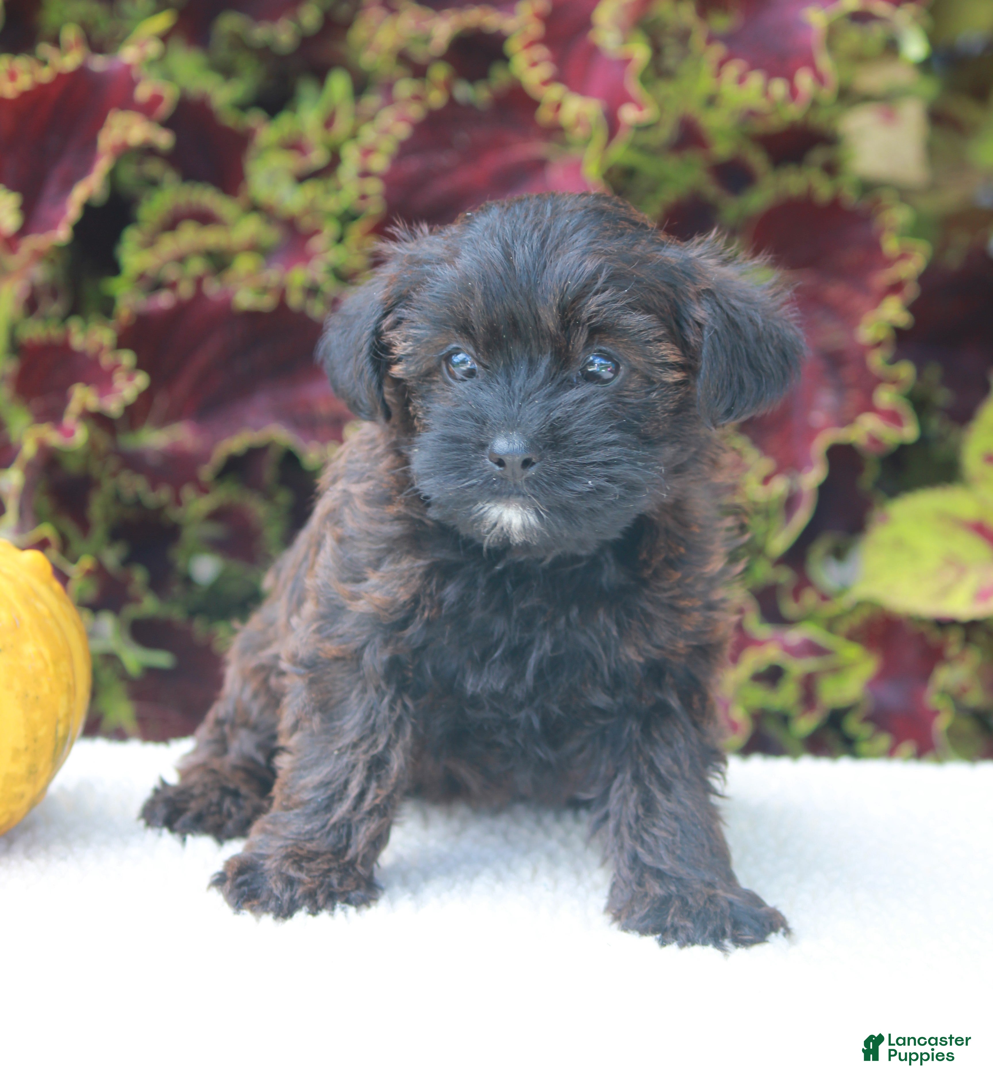 Yorkiepoo dogs Kara - Ad 2