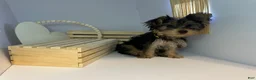 Yorkshire Terrier dogs for sale: Darling  - Ad 5