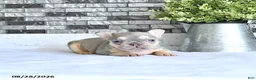 French Bulldog dogs for sale: Adora - Ad 4
