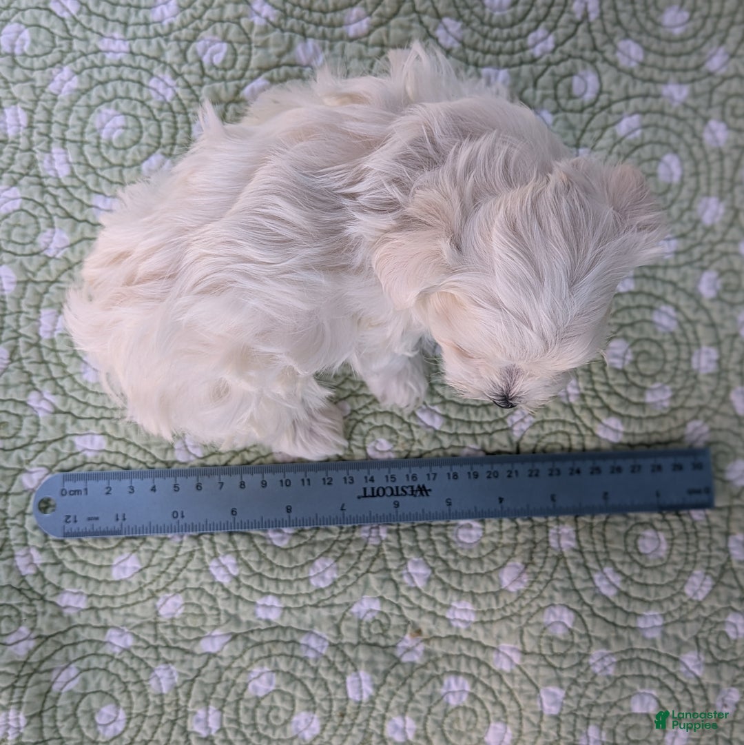 Maltese dogs for sale: Crescent - Ad 9