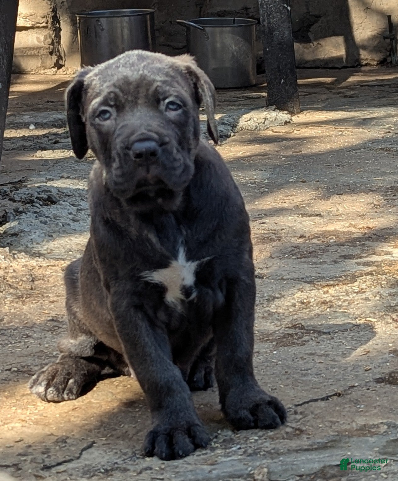 Cane Corso dogs Ceres - Ad 2