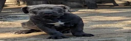 Cane Corso dogs for sale: Ceres - Ad 16