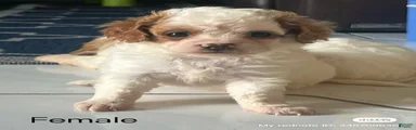 Cavapoo 1