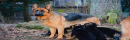 German Shepherd dogs for sale: German Shepherd 3 - Ad 3