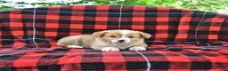 Welsh Corgi Pembroke dogs for sale: Peter - Ad 4
