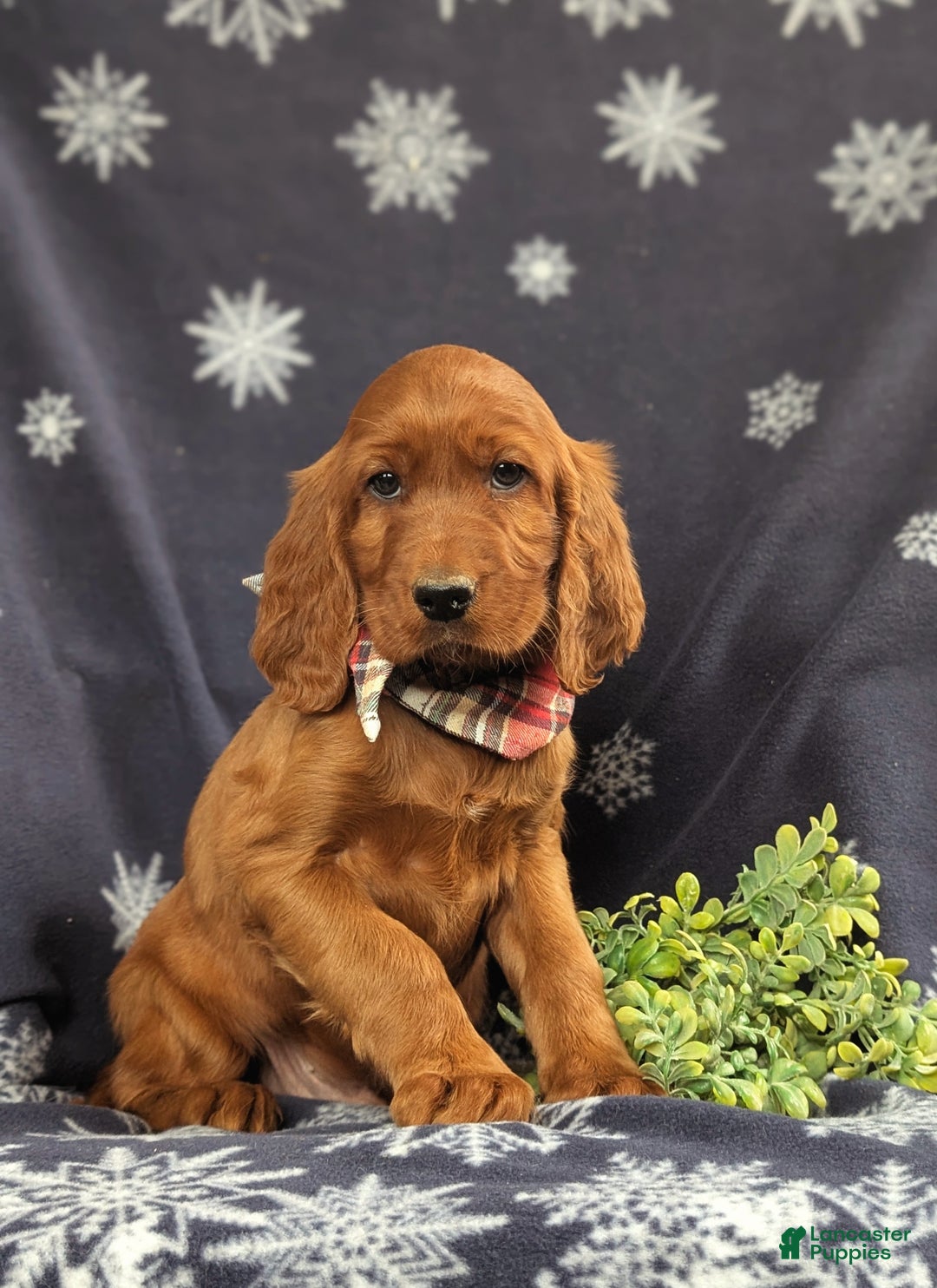 Irish Setter dogs for sale: Diesel - Ad 3