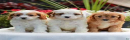 Cavapoo dogs for sale: Wendy  - Ad 4
