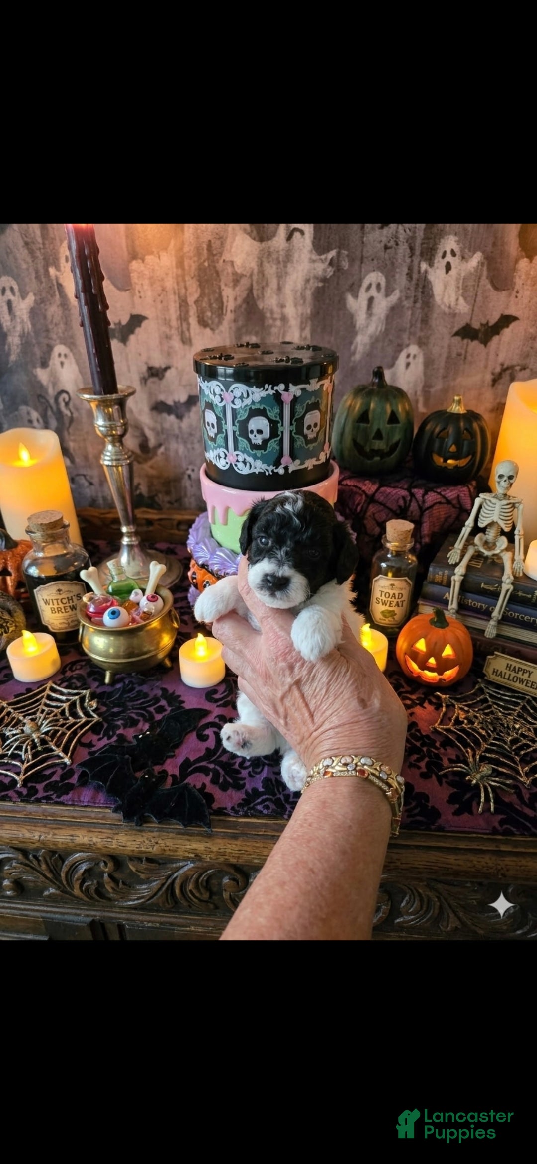 Toy Poodle dogs AKC JACK  - Ad 1