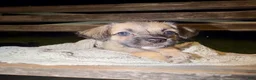 Pug dogs for sale: pudgy - Ad 4