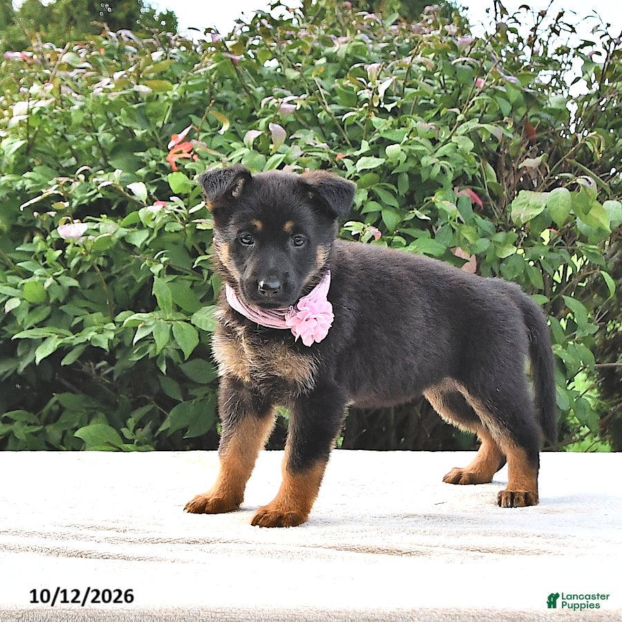 German Shepherd dogs Amber - Ad 2