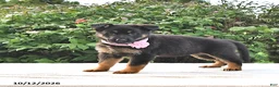 German Shepherd dogs for sale: Amber - Ad 2
