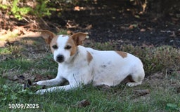 Mixed Breed dogs for sale: Timmy - Image 11