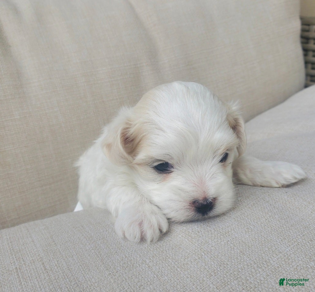 Maltese dogs Noah - Ad 28