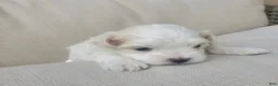 Maltese dogs for sale: Noah - Ad 5