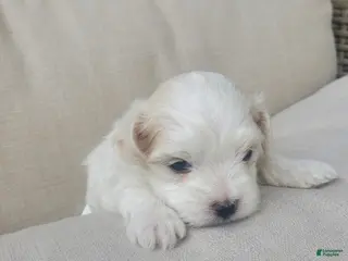 Maltese dogs Noah - Ad 28