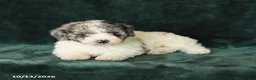 Mini Bernedoodle dogs for sale: Zinnia - Ad 4