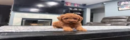 Mini Goldendoodle dogs for sale: Mini Goldendoodle 3 - Ad 6