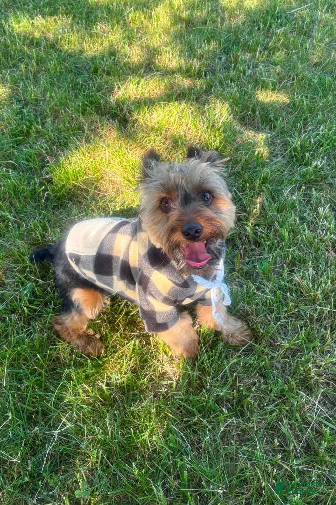 Yorkshire Terrier dogs for sale: Woody - Ad 5