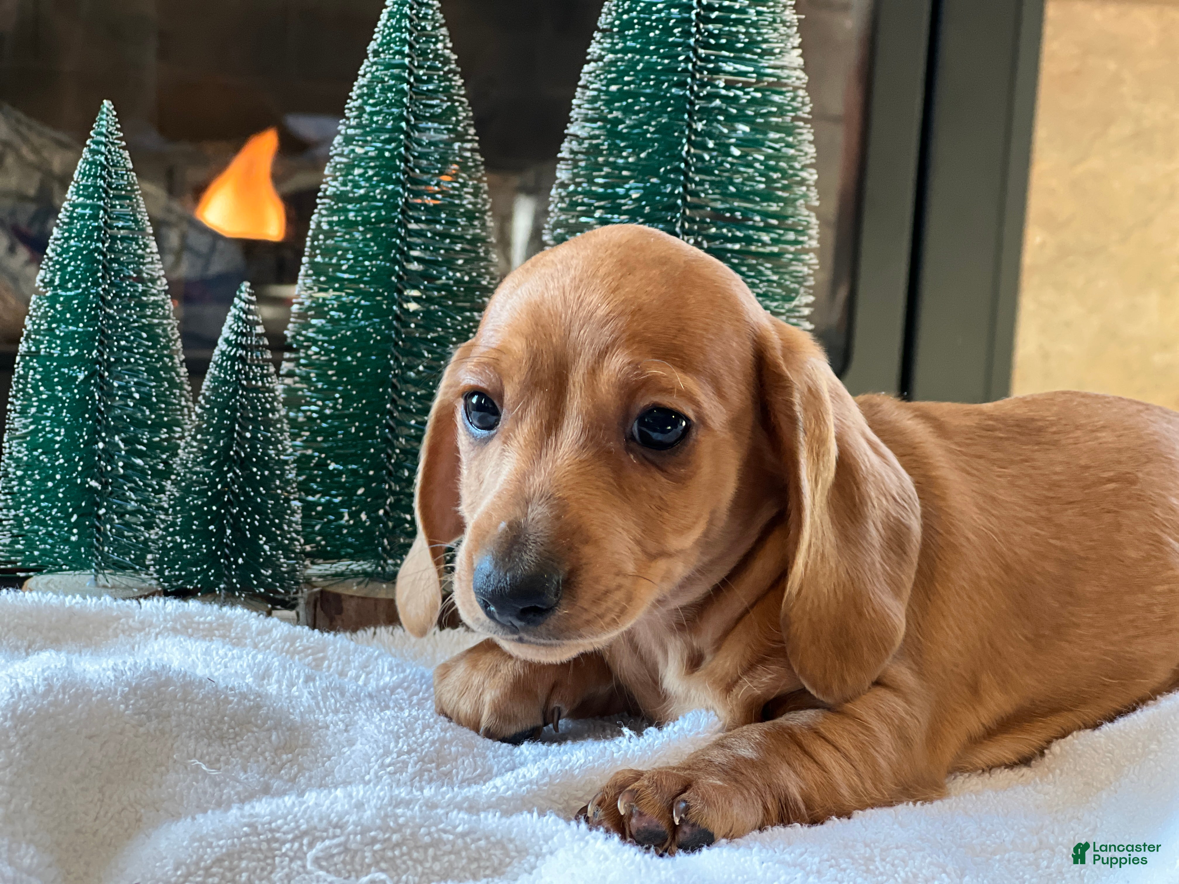 Miniature Dachshund dogs Cooper - Ad 24