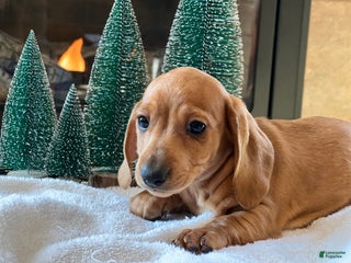 Miniature Dachshund dogs Cooper - Ad 4