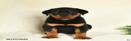 Rottweiler dogs for sale: Ace - Ad 3