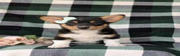 Welsh Corgi Pembroke dogs for sale: Marta AKC Registered - Ad 2