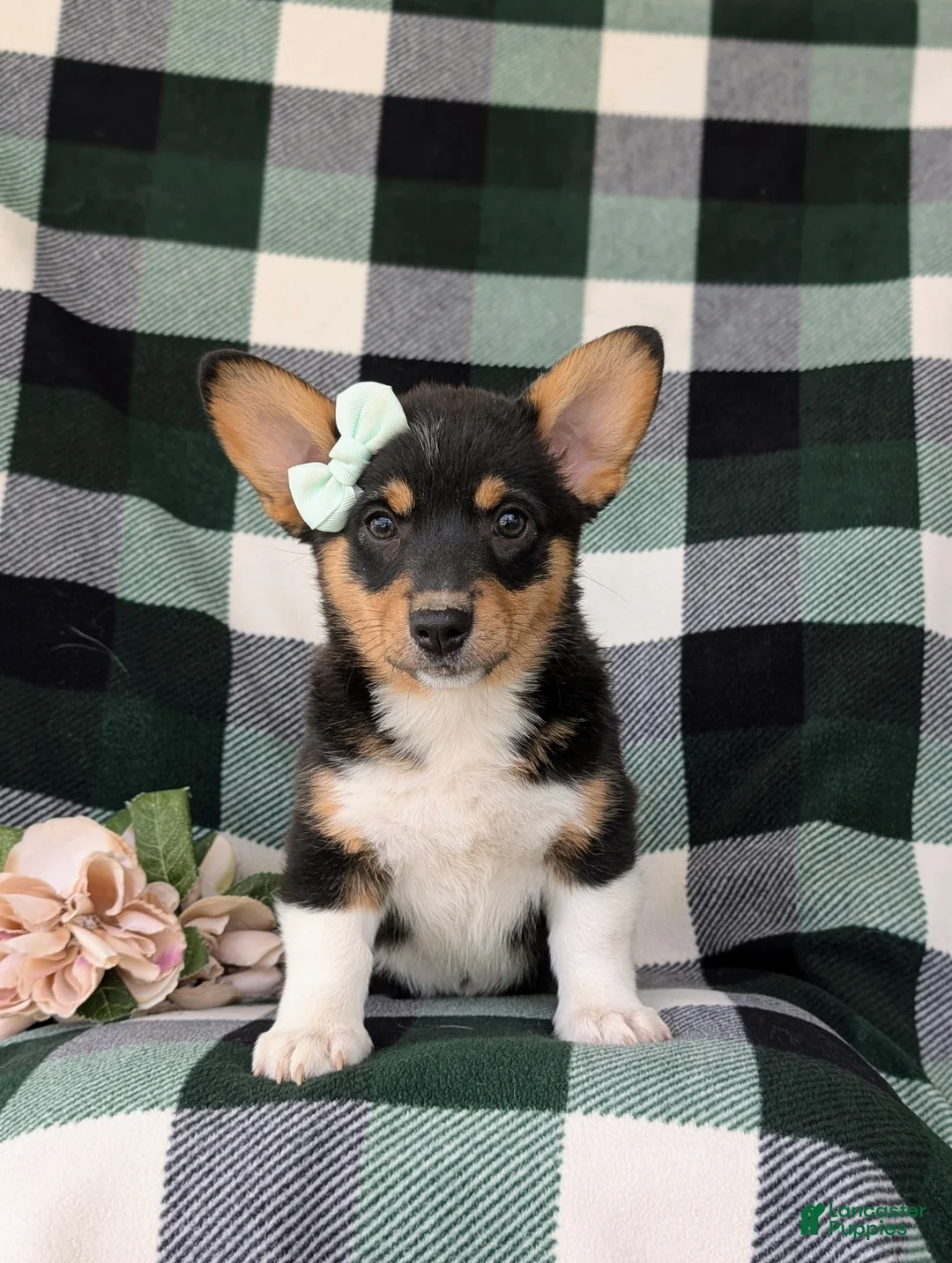 Welsh Corgi Pembroke dogs for sale: Marta AKC Registered - Ad 2