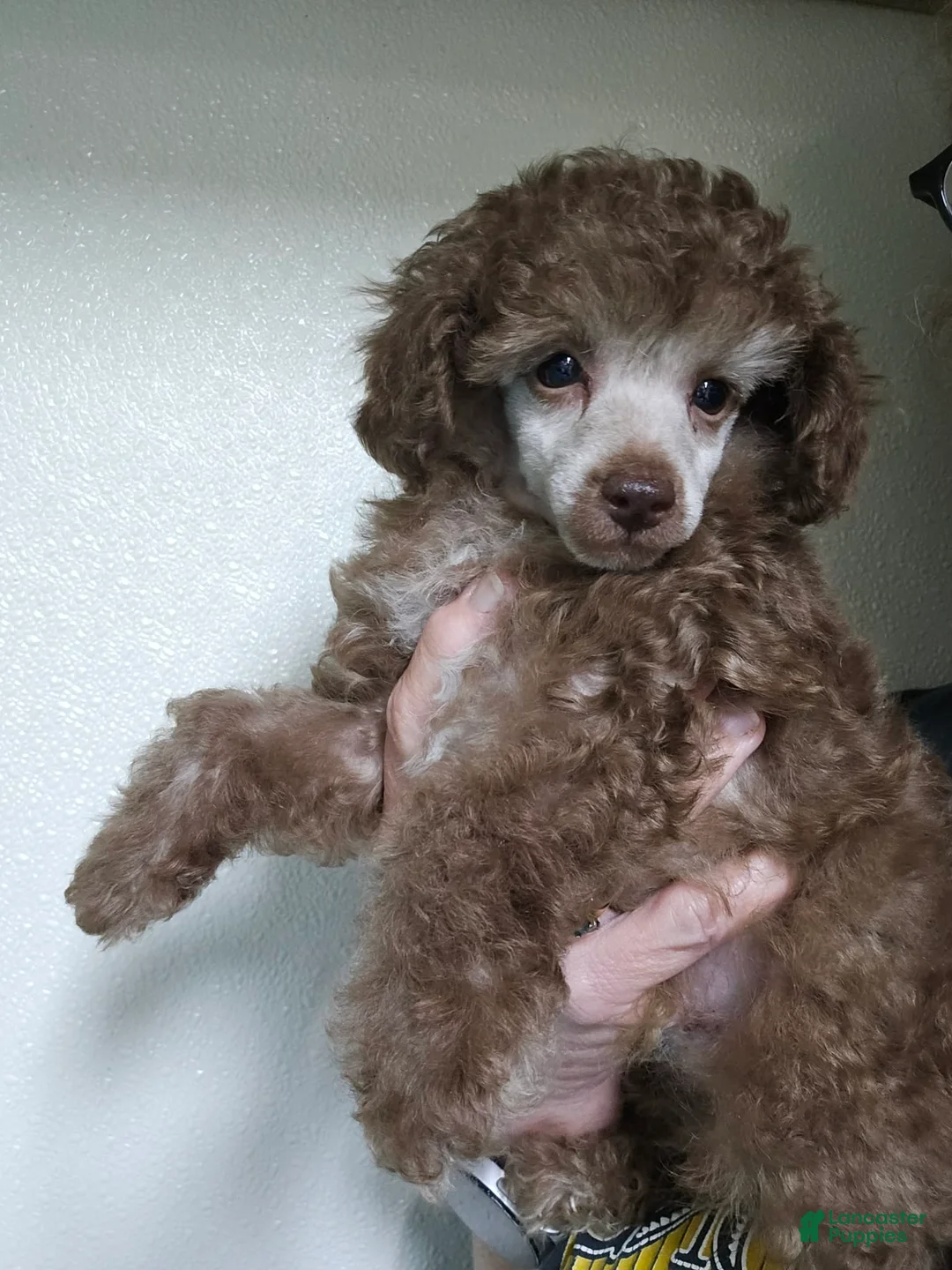 Toy Poodle dogs for sale: Toy Poodle Puppy 1 - Ad 2